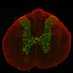 Bradbury Lab (@bradburylab) Twitter profile photo Bradbury Lab (@bradburylab) Twitter profile photo