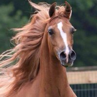 غزل (@_ghazl23) 's Twitter Profile Photo