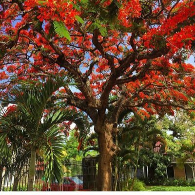 Kuijper1Chantal's profile picture. 