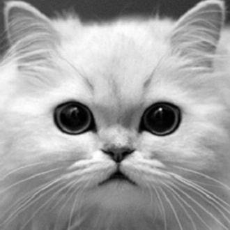 deleted1928's profile picture. Cat | 15 | American | Hungarian |