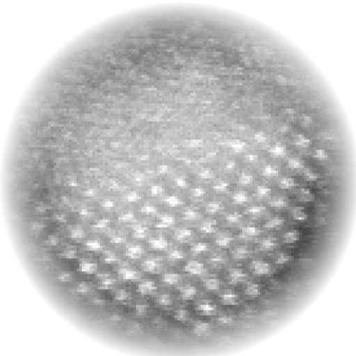 STEM_LPS Profile
