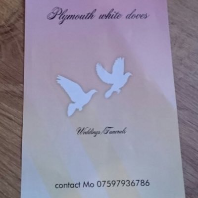 beautiful white doves for weddings and funerals in Plymouth for info inbox me or simply just call the number on the profile picture