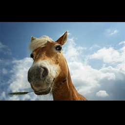 I just am absolutely in love ❤ with horses!!!!   ;p