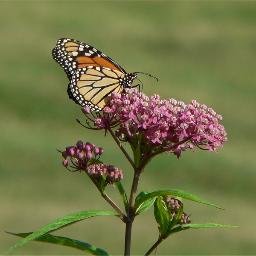 Do you?  If not - Get it!  Help Monarchs.  Milkweed - ONLY plant they lay eggs on.  ONLY food source for cats. Adults eat the nectar

#milkweed #gotmilkweed