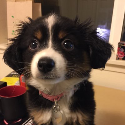 LowkeyCamo's profile picture. I play video games for fun, I play video games for work.