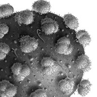 Neb Ctr for Virology (@unl_ncv) 's Twitter Profile