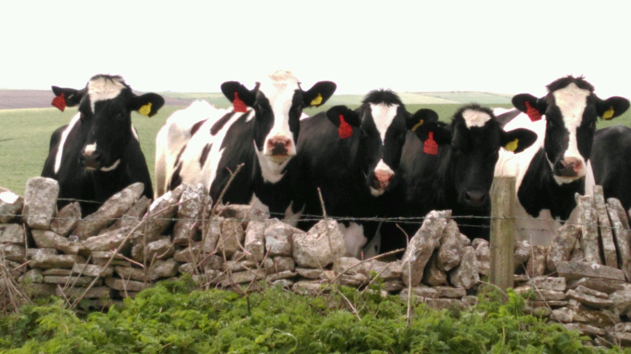 Local Seasonal Produce across Dorset.