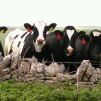 Dorset Farmers Mkts(@DorsetFarmMkts) 's Twitter Profileg
