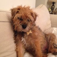Minnie (@minnietheborder) 's Twitter Profile