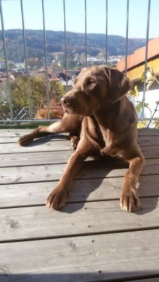 Magicmax008's profile picture. Max | Minecraft | Posaune | Norden Baden Württemberg | Gymnasium | Hund Luna | Mountainbike | THW-Jugend |