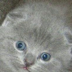 goellgoerr's profile picture. #saftbrotstecher @xaripisces @leleckso @alleswegenmir und @AnnaBadewanna sind toll.