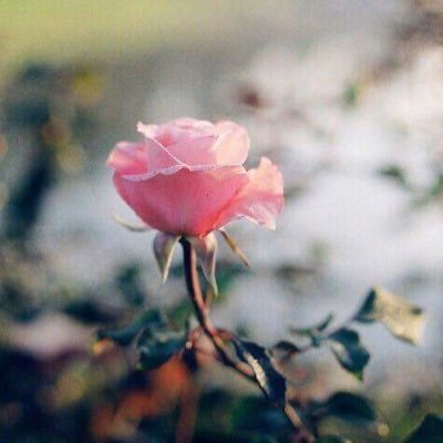 aroob_44's profile picture. .