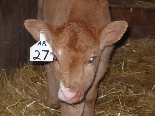 Cows_Life's profile picture. Hi! I'm a cow on the Wagner farm, located in southeast North Dakota. Follow my day-to-day activities on the farm!