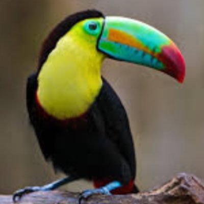 TMPM_Toucan's profile picture. flocking around in the grotto