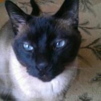 Nancy Hall James (@nancyhalljames1) 's Twitter Profile