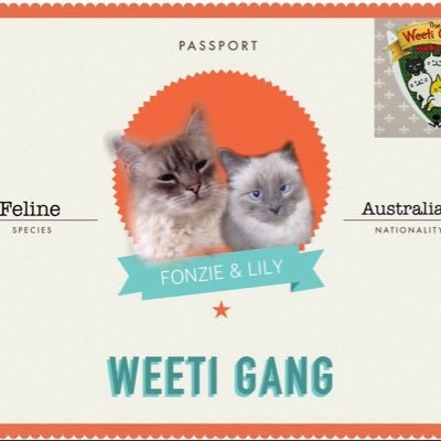 GrowltigernLady's profile picture. We iz bruvver and sis an now Maggie da Mutt. We don't like each uvver much. Our Mum is @Teapot_Lady.