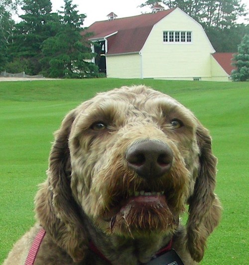 turfhound's profile picture. News, views and updates from Grounds Dept at Muskoka Lakes Golf & Country Club