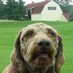 MLGCC Greens (@turfhound) Twitter profile photo