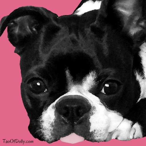 I'm Dolly the Boston Buddha, the pawsitively Zen pooch! The Tao of Dolly is my principle of universal compassion. @TaoOfDolly on other social media