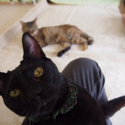 TNRや地域猫活動を目的とした非公認サークルです! TNRや地域猫って何??という方や、興味のある人がいましたら一緒に活動しましょう〜〜 サークルなどに関する問い合わせ先chuneconyan@gmail.com