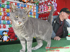 ConeyICat's profile picture. Target the World Famous Coney Island Arcade Cat, Bowery & 12 St.