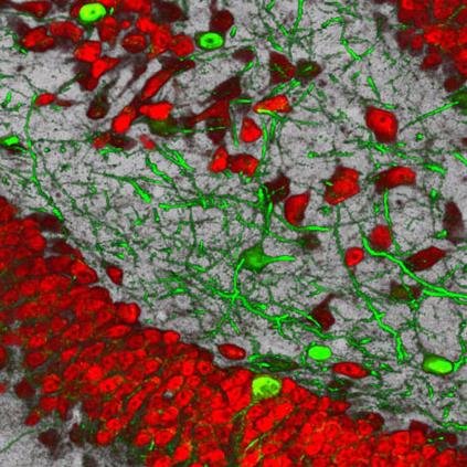 Neurobiology of Alzheimer's disease laboratory led by @CarlesSaura at @INC_UAB