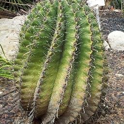 cactus7000's profile picture. 
