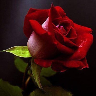 •Palmen,Hagen,Bamboe, •Sinaasappelbomen,lauriers- •bloemstukken-accesoires vraag het Arno DeJong Sales 0621201829 Haarlem (NH).