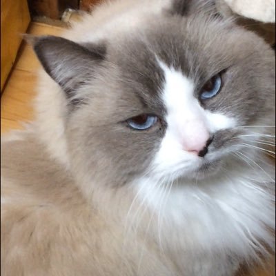 reonreon0814's profile picture. よろしくお願いします