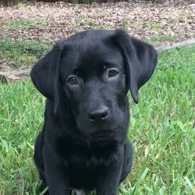 blacklabhugo's profile picture. My name is Hugo and I live in Hobe Sound in Florida. My mom is involved in dog rescue and adopted me. We love to explore, bicycle, and swim! I love my life! ❤️
