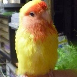 🍑ももこっこっこっこ🐤さんのプロフィール画像