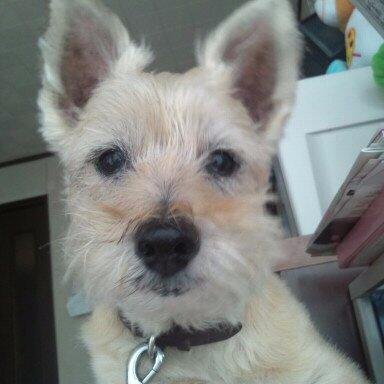 mihataabo's profile picture. 主婦、みはたーぼです！
よろしくね！

趣味:音楽鑑賞・映画鑑賞・ウィンドウショッピング・本屋チェック

生きがい:子ども（+夫）・美味しい食べ物

好きなキャラクター:可愛い物全般

https://t.co/k1gPE4PBo8