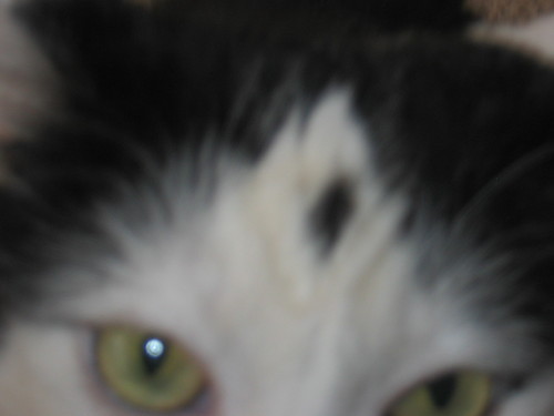 Always looking for new and better pet care products