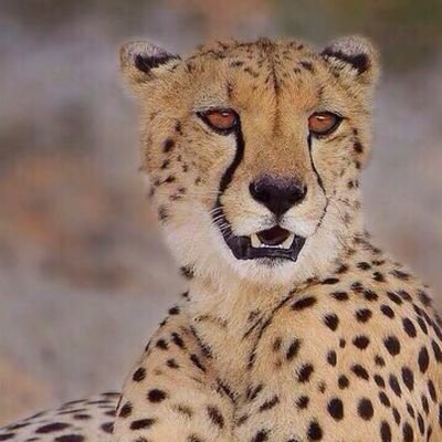wildcheetahs's profile picture. #op4cheetahs #OpFunKill #OpKilIingBay #OpSeaworld #OpSafariKill #OpAnimals #SavetTheCheetah #OpWhaIes #BanTrophyhunting #StopTheWildlifeTrade #anonymous
