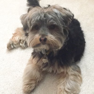 jimhelten11's profile picture. A.A., A.S. Marshalltown Comm College. B.A. & Grad Study University of Northern Iowa. Navy Vietnam War Vet. USNR (Ret.). WWII & Trivia buff.