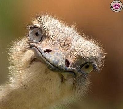 PepetteLe2's profile picture. Oulà j'suis où moi ?