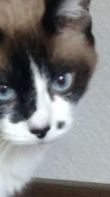 akasakacyou2002's profile picture. ネコ好き野球好きです(ゝω・)