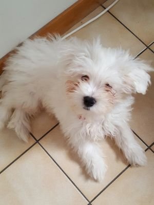 SylvianeDaisy's profile picture. 