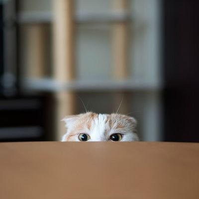 カカオカさんのプロフィール画像