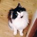 Elara (@zigzagandstripe) Twitter profile photo Elara (@zigzagandstripe) Twitter profile photo