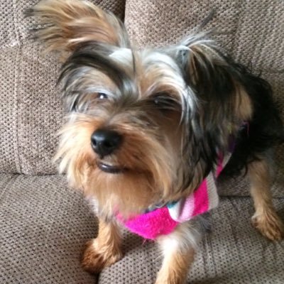 GiveawayQueen5's profile picture. 5+ GIVEAWAYS FROM THE QUEEN :) // I DO FIFA/POPULAR GAME GIVEAWAYS // Home Of The Queen Dogs! //