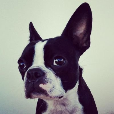 My name is Faye the Boston Terrier. My dad and I like to help spread the word about shelter animals in need. Please help us retweet.