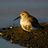 RDunlin's avatar
