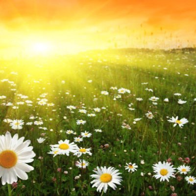 1nicewords's profile picture. 