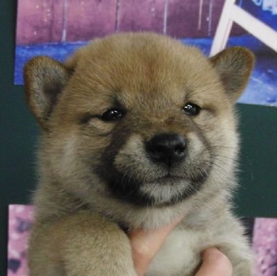 KidA_LetDown's profile picture. Rock/ClubMusic/Festival/一人旅/村上春樹/福祉