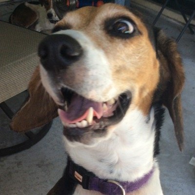 Official account for Lulu the Beagle, star of Life With Beagle, where Lulu and I share our adventures in Florida. http://t.co/Drtv0JddDY