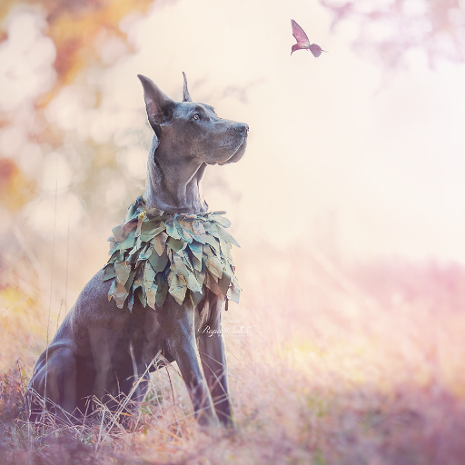 By Rupa Sutton ~ A photographer telling the story of her fur kids 🐶 Freya, Finn, Rocco, Pippa, 🐴 Eva, Luca, 🐥 Winter, Sprig, River, Willow and 🐯 Ever