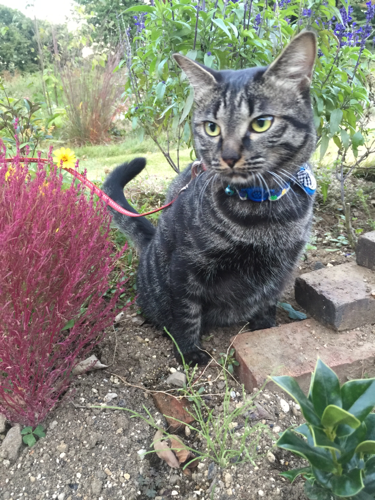 meotozenzai's profile picture. 猫と犬と、ガーデニングと食べることの記録。