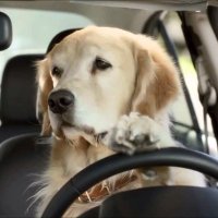 The Driving Dog(@SubaruDog) 's Twitter Profileg