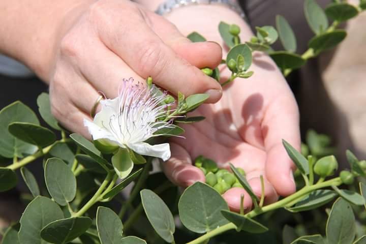 Small-scale farming in Australia of capers, caperberries and beef